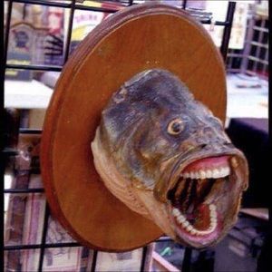 Meet your Posher, Cameron